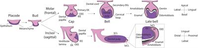 Dental Epithelial Stem Cells Express the Developmental Regulator Meis1